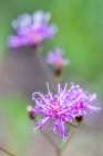 Florida ironweed Art Print